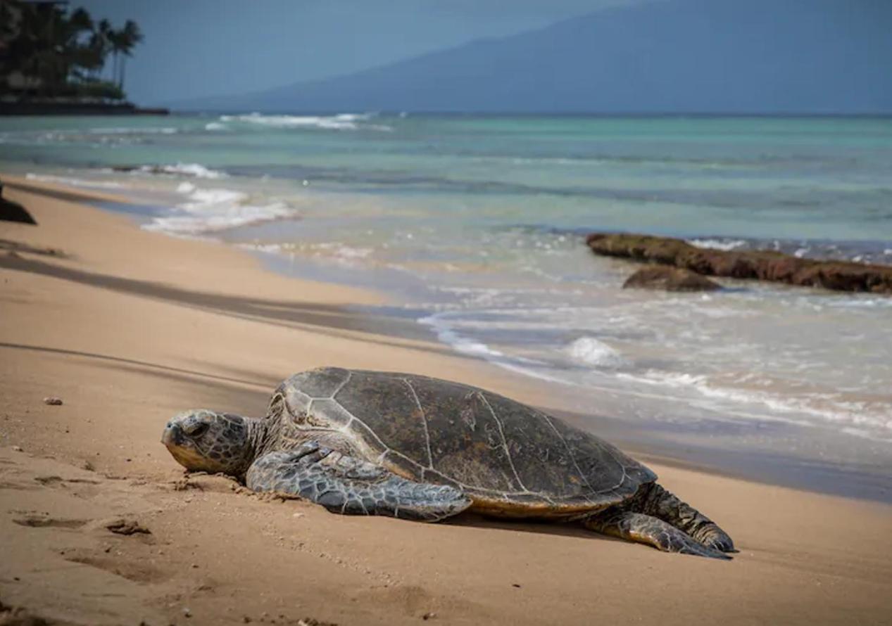Central Kihei Gem! 3-Min Walk To The Beach & Shops 와일레아마우이 외부 사진